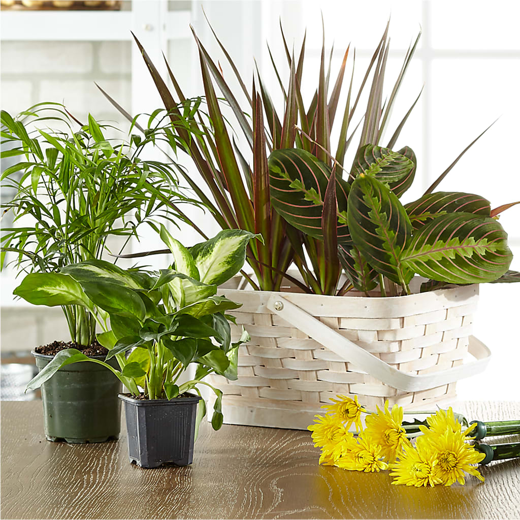 Florist Designed Blooming and Green Plants in a Basket – Flowers By Monica Kelly, Sebastian FL