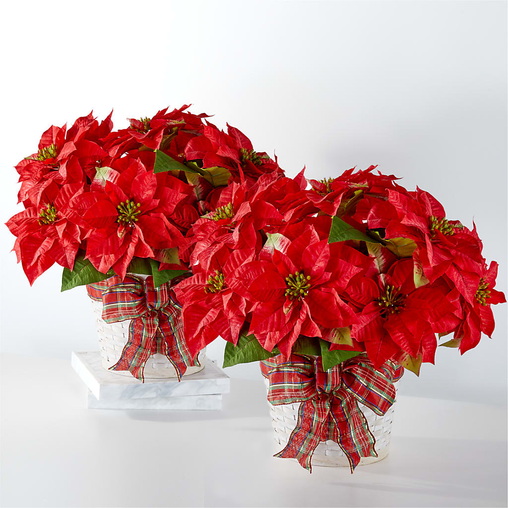 Happiest Holidays Poinsettia Bundle – Flowers By Monica Kelly, Sebastian FL