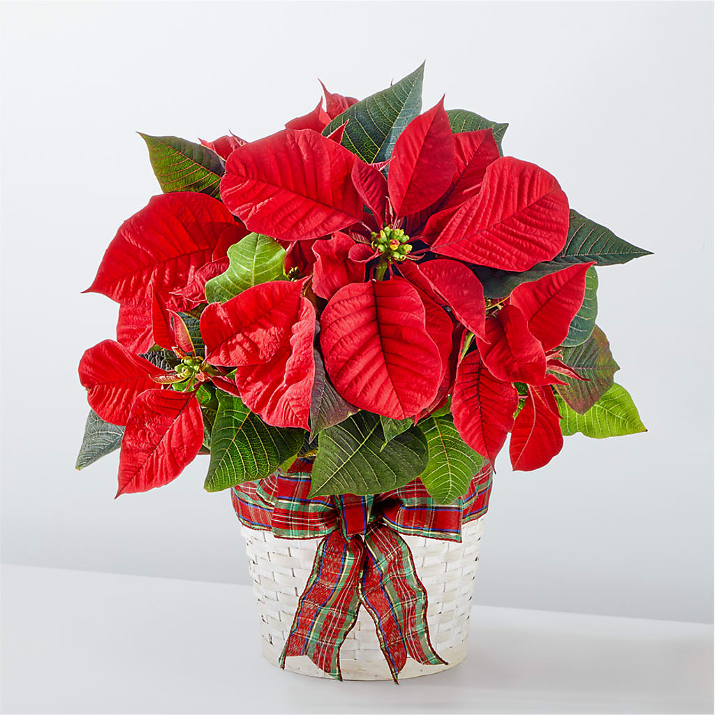 Happiest Holidays Poinsettia – Flowers By Monica Kelly, Sebastian FL