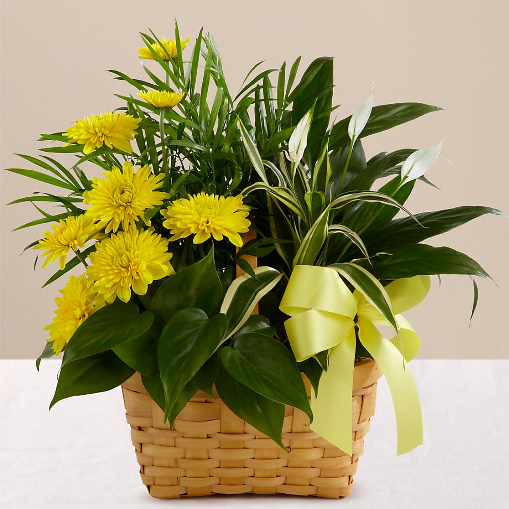 Loving Light Dishgarden – Flowers By Monica Kelly, Sebastian FL