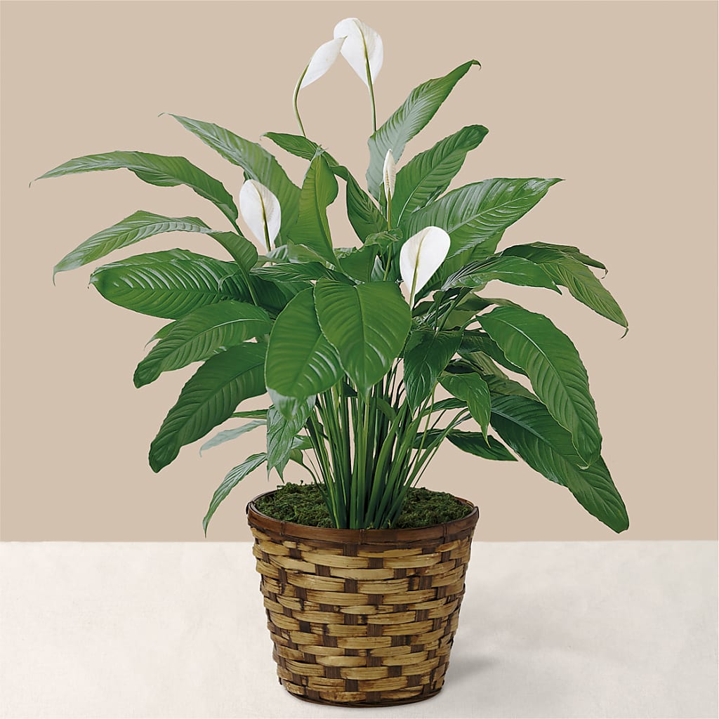 Tranquil Moments Peace Lily Plant – Flowers By Monica Kelly, Sebastian FL
