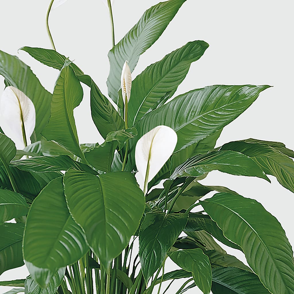 Tranquil Moments Peace Lily Plant – Flowers By Monica Kelly, Sebastian FL