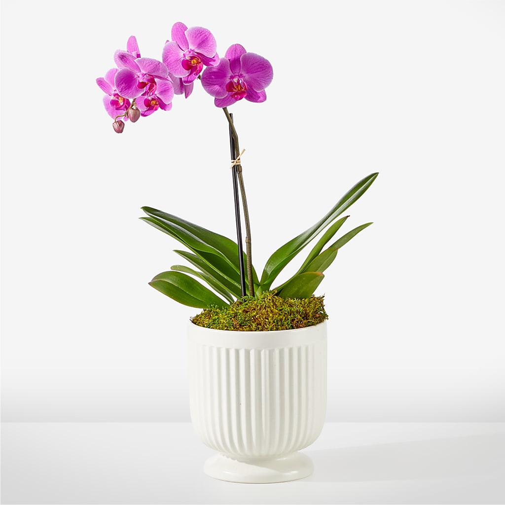 Friendly Fuchsia Orchid – Flowers By Monica Kelly, Sebastian FL