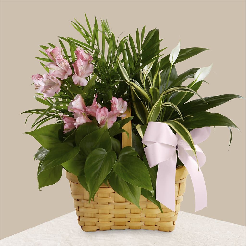 Living Spirit Dishgarden – Flowers By Monica Kelly, Sebastian FL