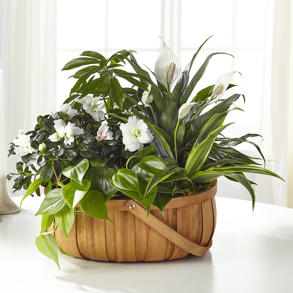 Serene Dishgarden – Flowers By Monica Kelly, Sebastian FL