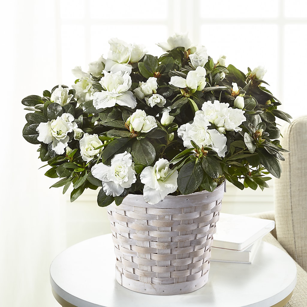 White Azalea Plant – Flowers By Monica Kelly, Sebastian FL