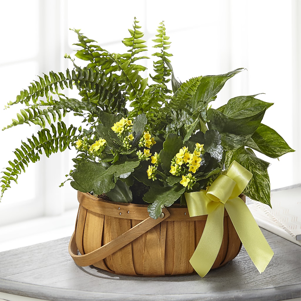 Always Dear Dishgarden – Flowers By Monica Kelly, Sebastian FL
