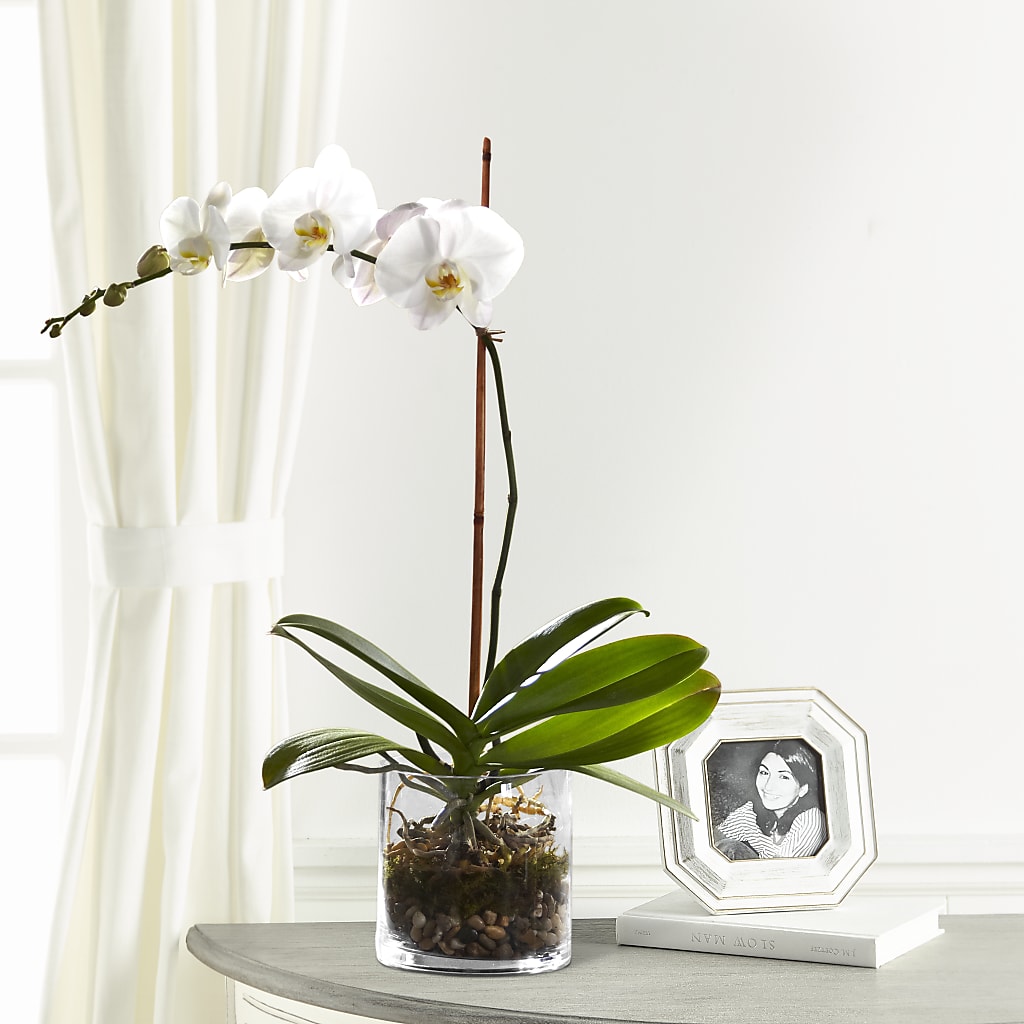 White Orchid Planter – Flowers By Monica Kelly, Sebastian FL
