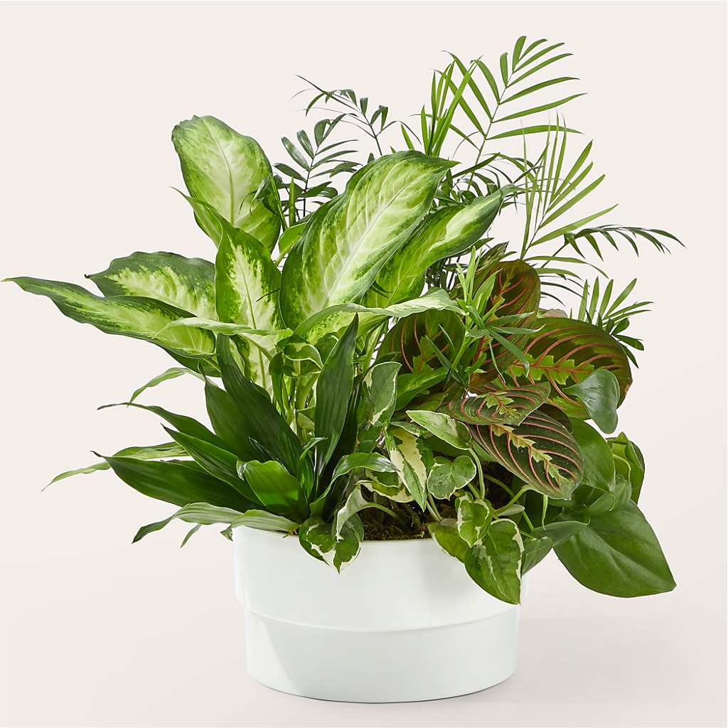 Radiating Positivity Dishgarden – Flowers By Monica Kelly, Sebastian FL