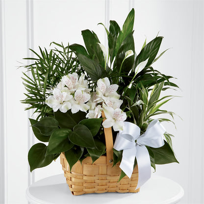 Peace & Serenity Dishgarden –  Flowers By Monica Kelly, Sebastian FL