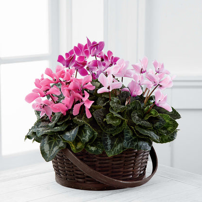 Mixed Cyclamen Planter –  Flowers By Monica Kelly, Sebastian FL