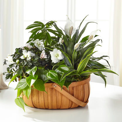 Serene Dishgarden –  Flowers By Monica Kelly, Sebastian FL