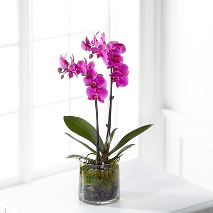 Pink Orchid Plant –  Flowers By Monica Kelly, Sebastian FL