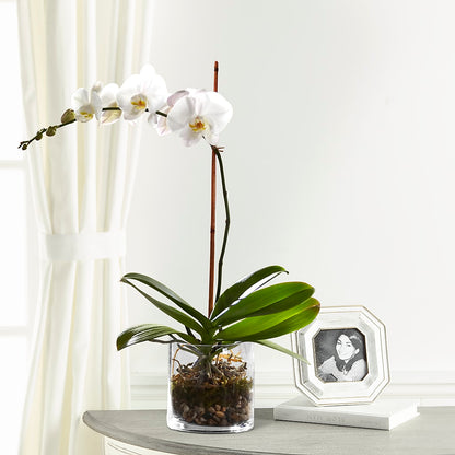 White Orchid Planter –  Flowers By Monica Kelly, Sebastian FL